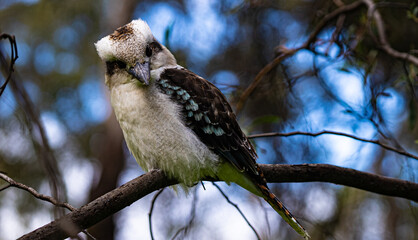 Kookaburra looking into camera