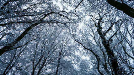 Close-up photograph of tree branches in winter. Full frame resolution image.