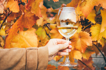 White wine in wineglass near grapevine with red and yellow leaves on vineyard at bright sunlight on...