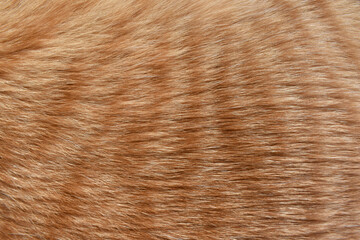 Ginger cat fur texture background. Orange cat hair texture.