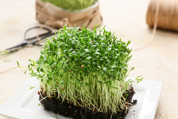 Fresh micro green on table