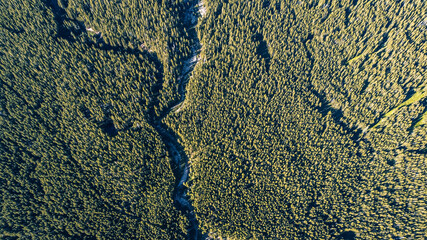 only trees