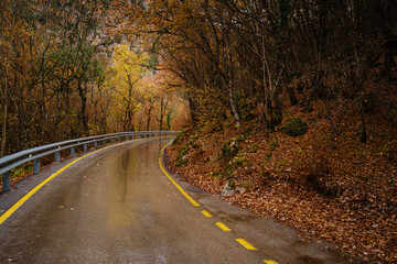 Fototapeta premium landscape autumn season in rainy day Road Travel and yellow leaves
