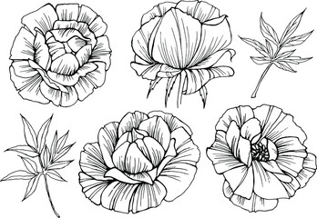 Peonies. Black outline drawing on a white background.