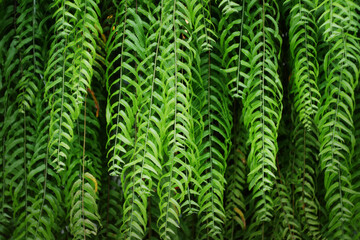 Fern Leaves plant pattern for nature background.