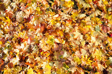 Autumn, maple leaves, autumn foliage