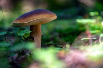 Boletus edulis.A white mushroom in a forest clearing. Selective focus on the mushroom cap, blurred background.