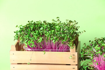 Wooden box with fresh micro green on color background