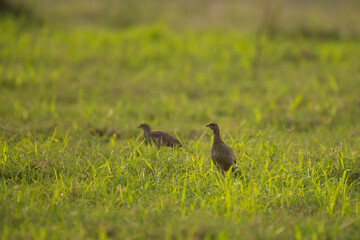 Obraz na płótnie Canvas Grey francolin family feeding in green fields