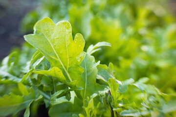 Growing arugula. Close-up. Arugula growing in open ground. 