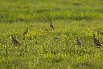 Grey francolin family feeding in green fields