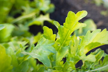 Growing arugula. Close-up. Arugula growing in open ground. 