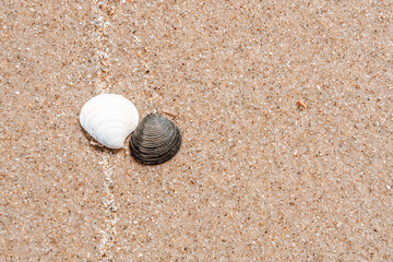 Two seashells on the beach.
