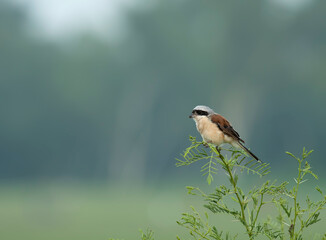 Long Tailed Shrike 