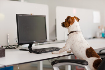 Dog sitting at desk in office