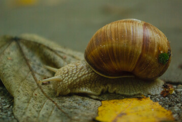 snail on a leaf