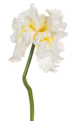 Naklejka na ściany i meble iris flower isolated
