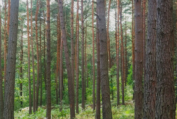 trees in the forest