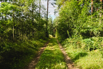 Fototapeta premium forest in the morning