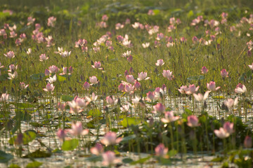 Pink Lotus flowers 