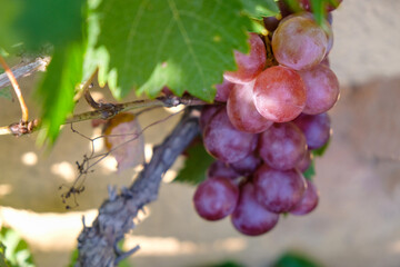 Vine of pink grapes at golden hour. Sunset in Provence.