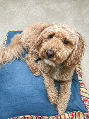 Mocha Australian Labradoodle