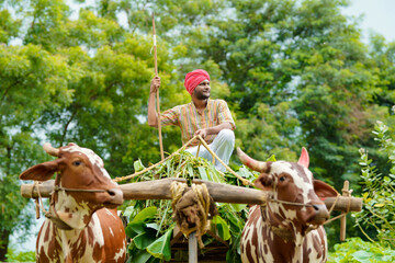 Rural scene : Young indian farmer going to work his farm on bullock cart