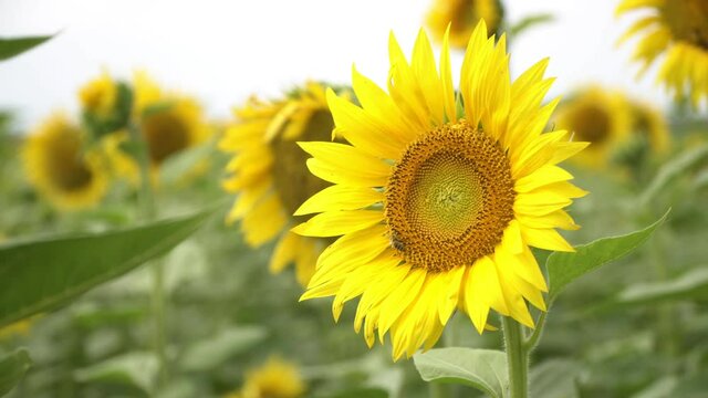 Sunflower field, a bee pollinates a young sunflower