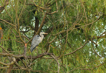 Ardea cinerea, grey heron sitting on the tree over the surface of lake.