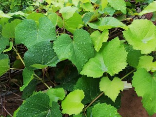 Fresh leaves with raindrop