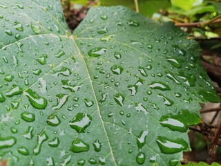 Fresh leaves with raindrop