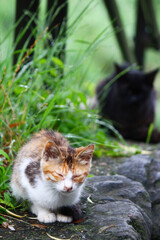 自然と猫の写真