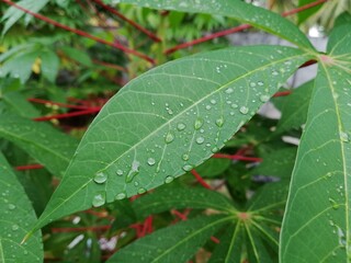 Fresh leaves with raindrop