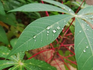 Fresh leaves with raindrop