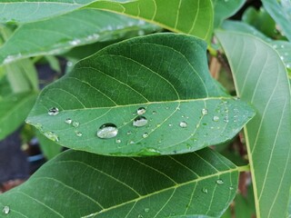 Fresh leaves with raindrop