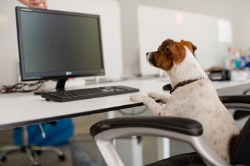Dog sitting at desk in office