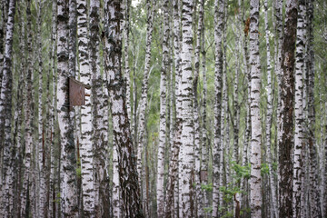 Birch Grove