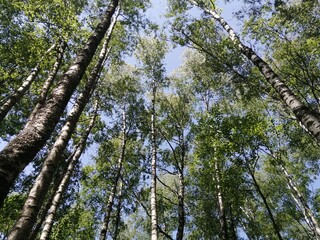 Birch grove trees from bottom to top and blue sky with sunlight