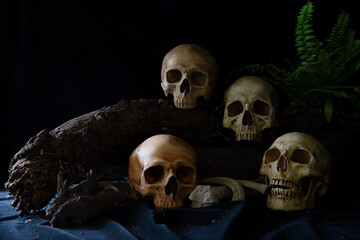 Four skulls with fern tree put on the old timber and floor black cloth and black background in the morgue