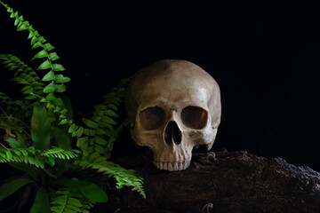 Skull with fern tree put on the old log
