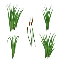 Realistic reeds and rushes isolated on white background. Set of marsh grass and plants. - obrazy, fototapety, plakaty