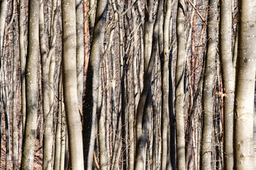 Obraz premium Troncs d'arbres en automne