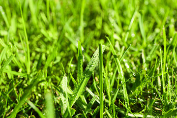 Fresh green grass on lawn