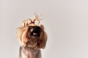 a small dog hairstyle for animals isolated background