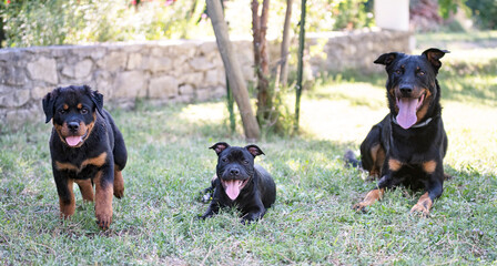 three dogs in garden