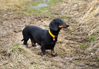 Black and tan dachshund on field in early spring