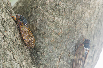 large brown cicadas perched on a tree