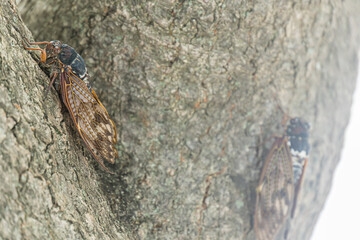 large brown cicadas perched on a tree