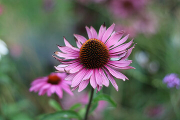 Soft pink purple echinacea flower in garden setting with soft blurred background