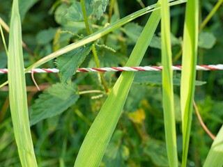 Detail of an electric rope on the border of a pasture for cattle a